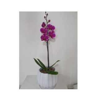 Orquídea Premium Morada Lila