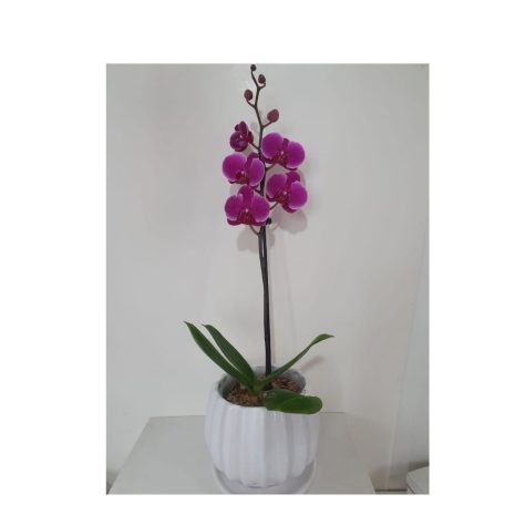 Orquidea-Morada-Lila.jpg