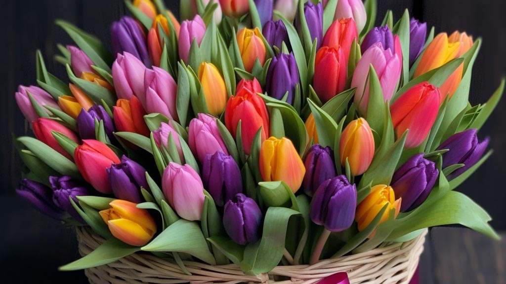 tulipanes